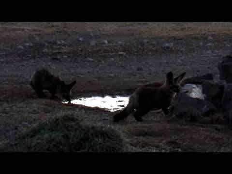 Bat-eared Fox