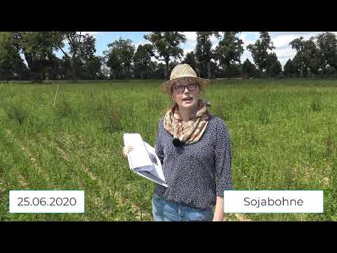 Pflanzenbau Aktuell - Öko Feldtag 2020 - Sojabohne