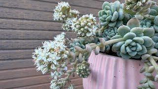 多肉植物開花了！ 放慢腳步來欣賞花花的美麗 #succulents ￼#succulentgarden