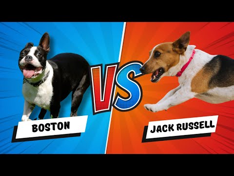 Boston Terrier vs. Jack Russell Terrier: Energy Showdown!