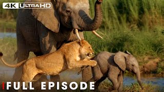 Savage Kingdom: Fight for Survival (Full Episode) | #natureanimaldocumentary
