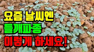 들깨파종시기, 수확량 늘어나는 들깨파종,다유들깨씨, 들깨파종시기,들깨심는시기,들깨