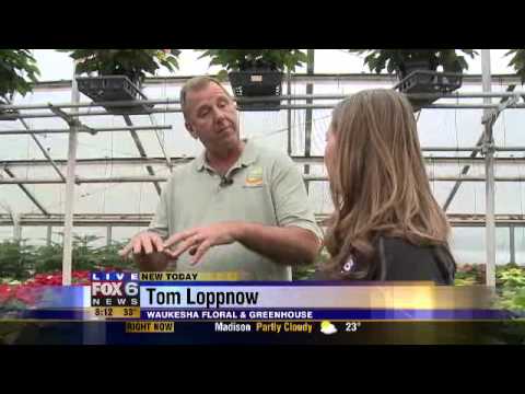 Poinsettia 101: Tips for purchasing & care