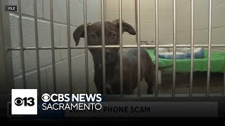 Here's what to know about a lost pet scam in Sacramento