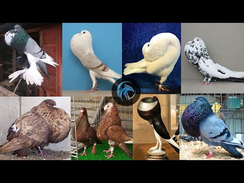 , title : 'Pouters & Croppers Top 17 Most Beautiful Fancy Pigeon Collection | Amazing Exotic FancyPigeon Breeds'