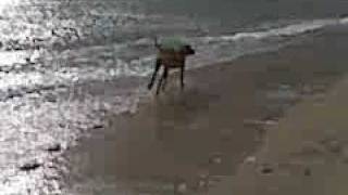 Daft Rhodesian Ridgeback at Balmedie Beach