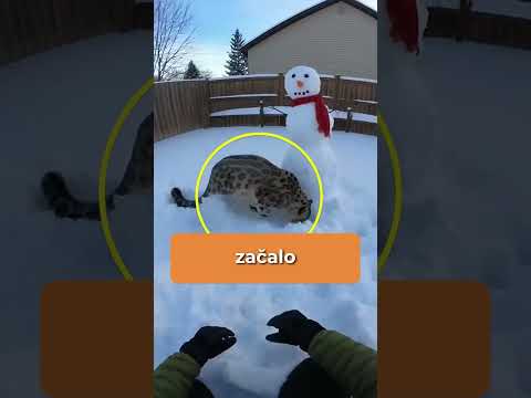 Ochočila si velikou kočičku #shorts #zajimavosti