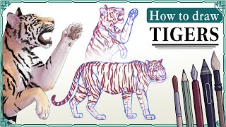 How to draw TIGERS - Step by Step Art Tutorial