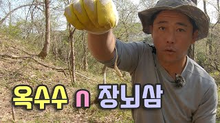 옥수수 & 장뇌삼 심기