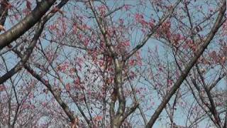 preview picture of video '京都・八幡 さくら公園の秋 2011/11 Sakura Park in November'