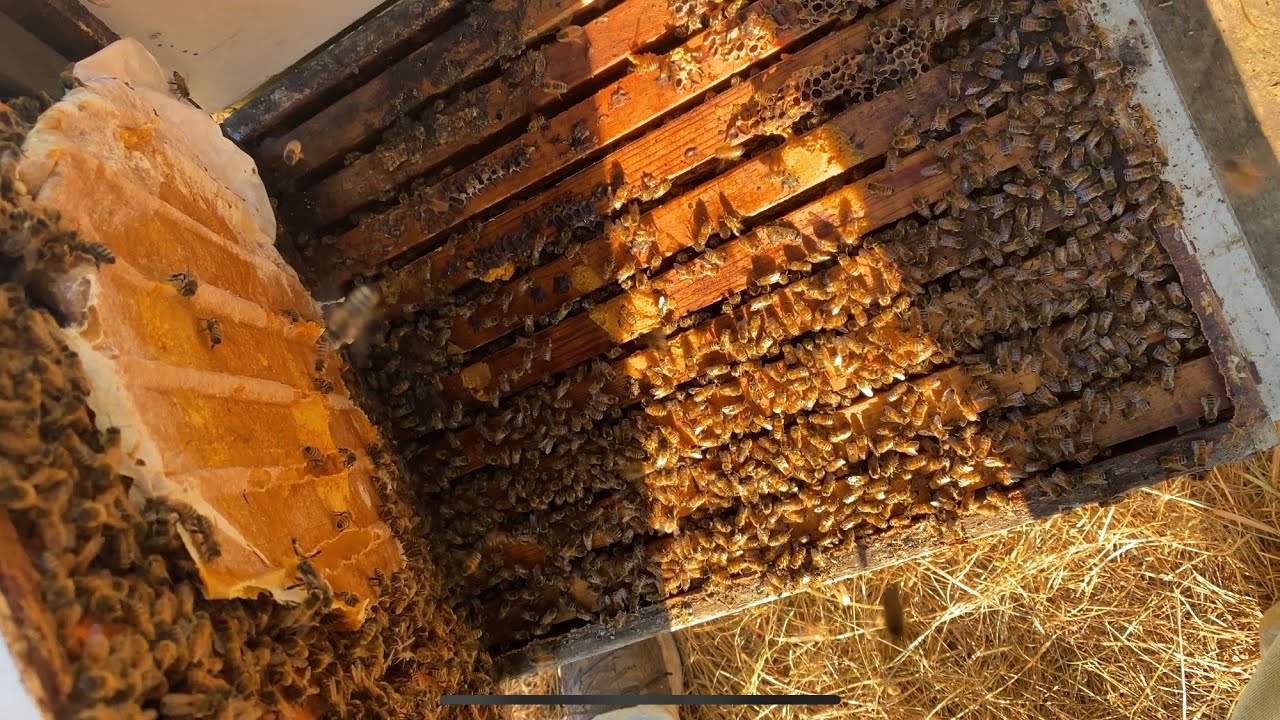 Merging Weaker Hives: Fall/Winter Prep