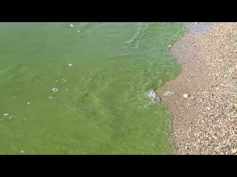 Lake Algal Blooms | Pasqua lake, SK