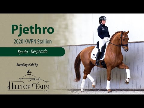 Pjethro- 2020 KWPN Stallion