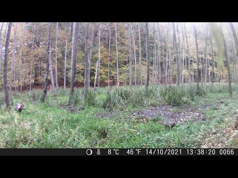 wilk przeprawa przez grząski teren