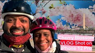 Cherry Blossom Washington DC 2021 VLOG