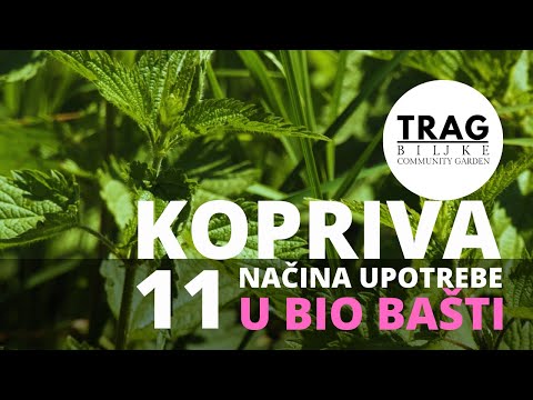 NETTLE - 11 WAYS OF USE IN THE ORGANIZATION (2021) [TRACE OF THE PLANT]