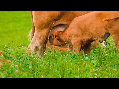 Yayla mirası - Doğadaki yaşam Belgesel TV Ekranı | Plateau - Natural life Documentary TV Screen