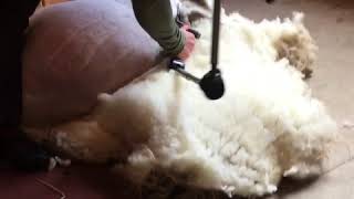 Sheep shearing videos