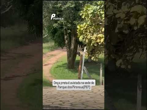 Onça-preta é flagrada caminhando em parque de Pirenópolis