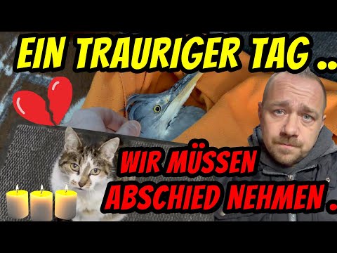 Lotta has to leave for Turbo Gockel Channel