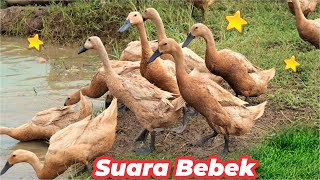 Download lagu Suara Bebek Wek Wek , Suara Bebek Kwek Kwek Kwek Kwek , Suara Bebek Ketawa , Suara Bebek Angsa mp3