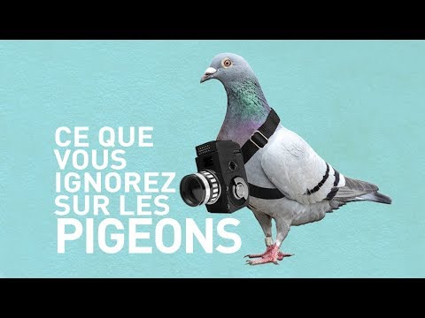 LES PIGEONS SONT INCROYABLES - Marius Raconte
