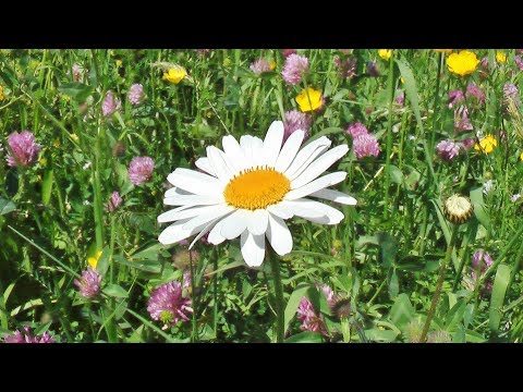 God's Promise of Paradise - JW Song 145 instrumental