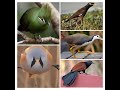 Best Birds Series Episode 1 Five Beautiful Birds Bestbirds Beautyofbirds Royalqueen Series