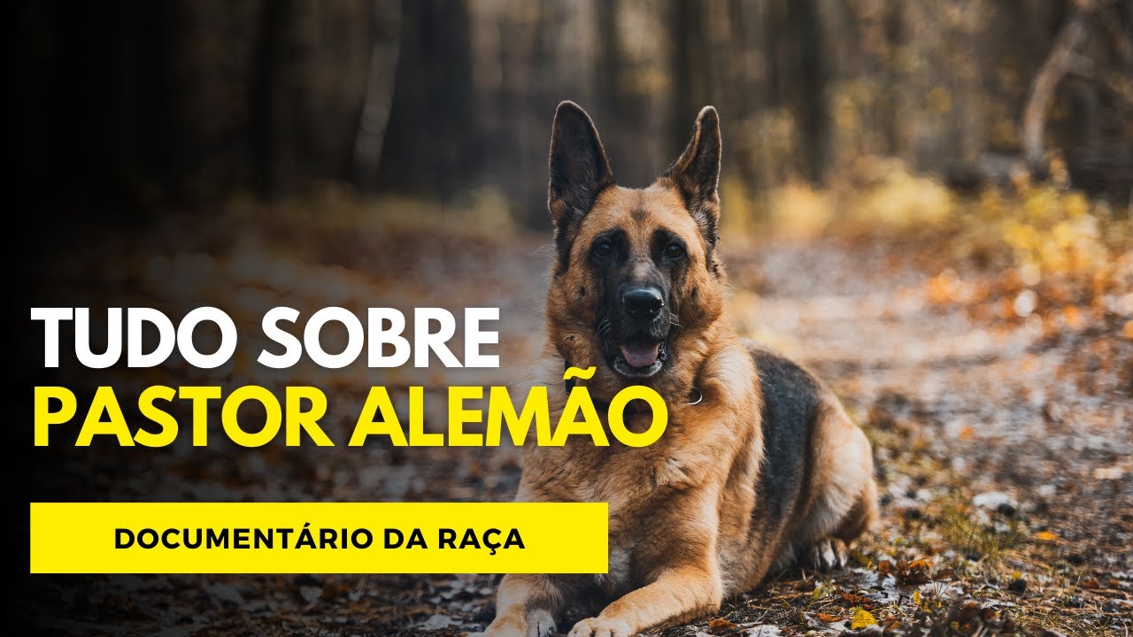 Pastor Alemão: O Guardião Versátil