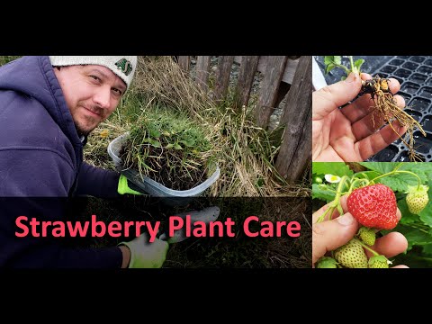 Strawberry Plant Revival Make More And More Strawberry Plants