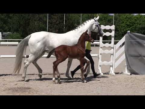 HF v  Dia Corrado   Grey Top