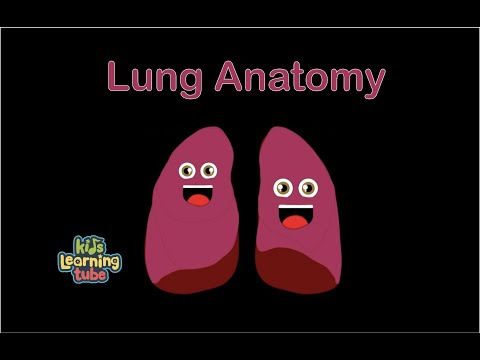The Lung Anatomy Song