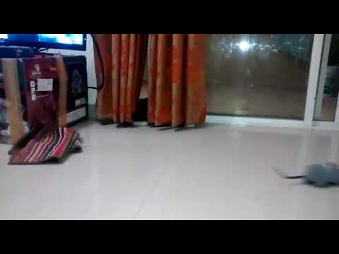 Funny cat jabber playing with Rat