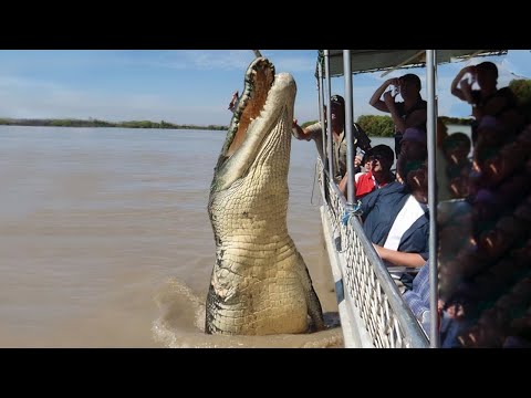 8 Largest Reptiles in the World