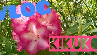 🔴【vlog❤Vtuber】お花畑に癒やしを求めて