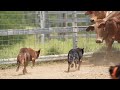 Working Dogs In Action Australian Working Kelpie Dogs In Slow Mo Dogs With Jobs Muster Dogs
