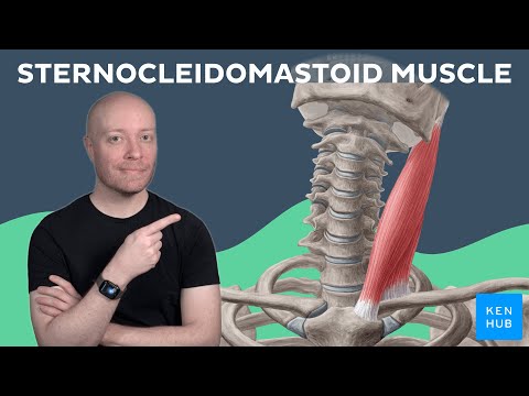 Sternocleidomastoid muscle: Anatomy and function EXPLAINED | Kenhub