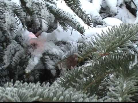 WINTER--ZIMA - NOVSKA   mpg