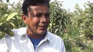 মিশ্র ফসল চাষ