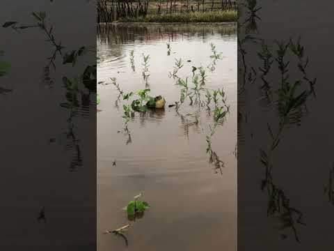 SANTAHELENA PB SERTÃO