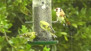 Siskins - Siskin Bird Flock in The Rain on My Bird Feeder - Plus a Goldfinch