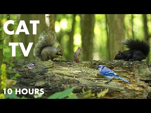 10 Hours of Forest Animals in Harmony - Relaxing Cat TV for Pets and People to Watch - Sept 19, 2024