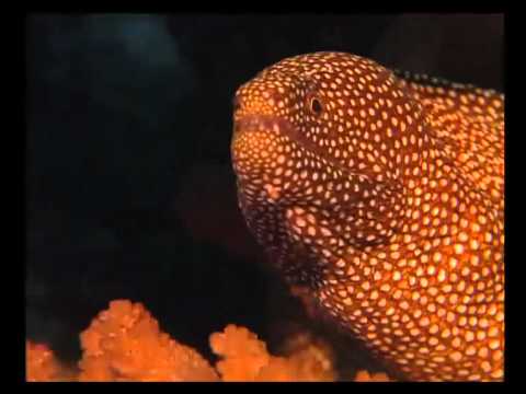 Mare Nostrum - Lundgren-Fresu-Galliano