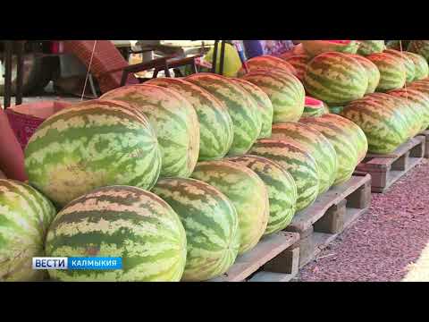 Вести «Калмыкия»: дневной выпуск 02.08.2018