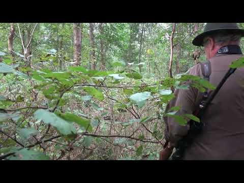 Brunft 2025 – Zwei starke Hirsche erlegt!