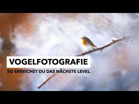 Vögel fotografieren an der Fütterung - Next Level | Naturfotografie Tipps 🥜🐤