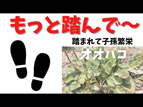 テオブロマ ココア