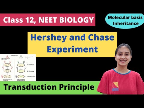 Hershey and Chase Experiment | Class 12 | NEET Biology