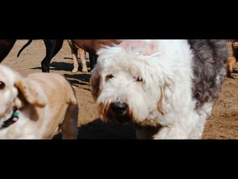 Toronto - Dogs of High Park