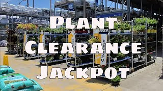 🌿 Houseplant Shopping at Lowe’s 🌿 Huge Clearance Haul of Popular Indoor Plants!